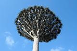 IMG_5270 Albero Sangue di Drago, Dixsam, Socotra